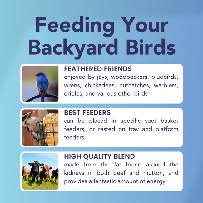 3-Month Suet Subscription, 8 Large Peanut Butter Suet Cakes