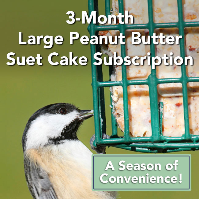 3-Month Suet Subscription, 8 Large Peanut Butter Suet Cakes