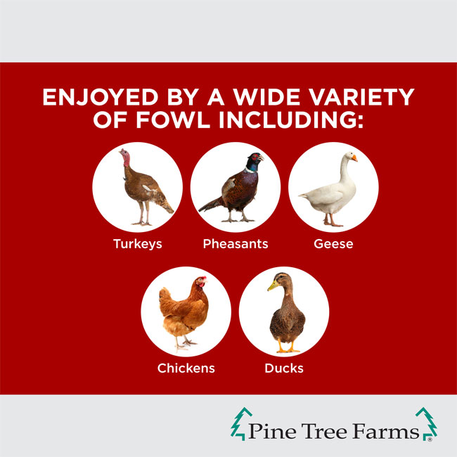 Pine Tree Hen Pecked Mealworm Poultry Cakes, 16 Pack