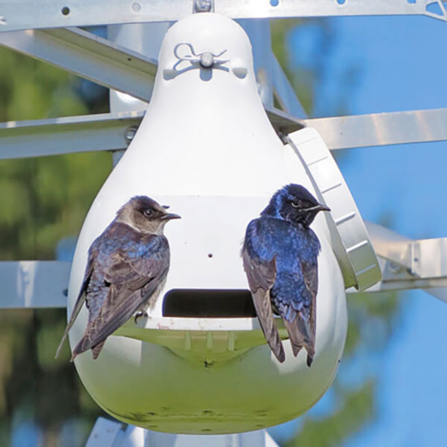 Troyer's Conley II Vertical Gourd with Guard, Pack of 4