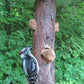 Cedar Suet Log Feeder w/Peanut Suet Plugs by Prime Retreat