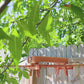 Amish Made Cedar Picnic Table Feeder