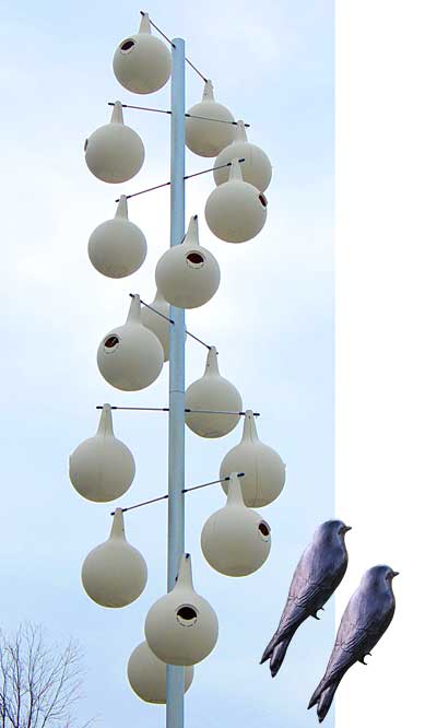 Purple Martin Gourds Purple Martin Bird House Plans Images Gourd