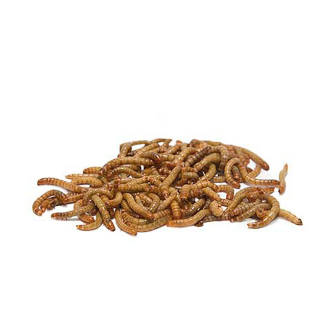 Gardman Dried Mealworms - 84 ounces