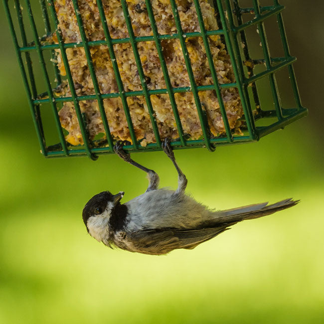 Heath Single Suet Cake Feeders, Pack of 2