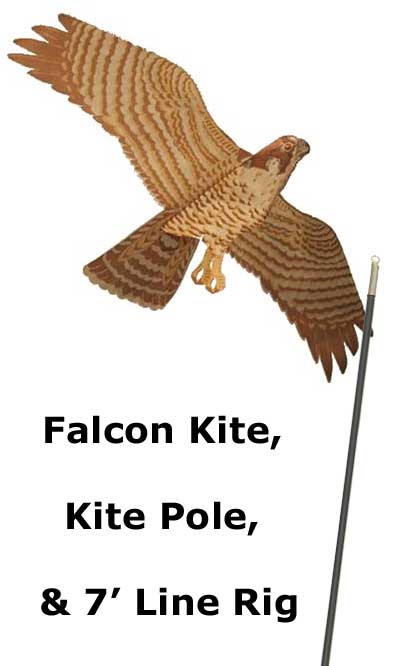 Jackite Peregrine Falcon Kite Package
