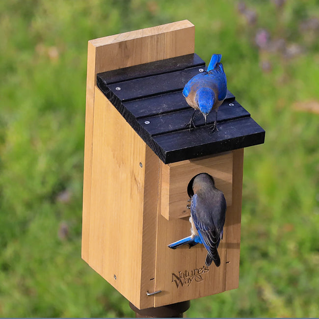 Nature's Way Cedar Traditional Bluebird Houses, Pack of 2